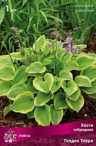 Хоста гибридная Голден Тиара 1шт