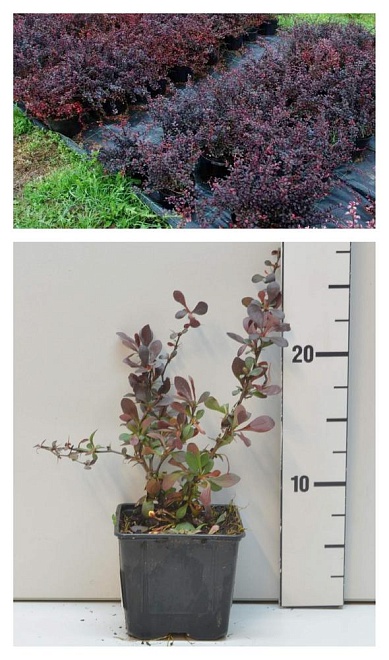 Барбарис (Berberis) тунб. Дартс Рэд Леди d9 10шт