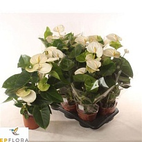 Антуриум Ариса Вайт d12 h40 6шт