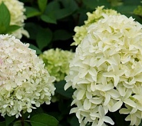 Гортензия (Hydrangea) мет. Скайфолл d17 h40-60 (СГ) 1шт