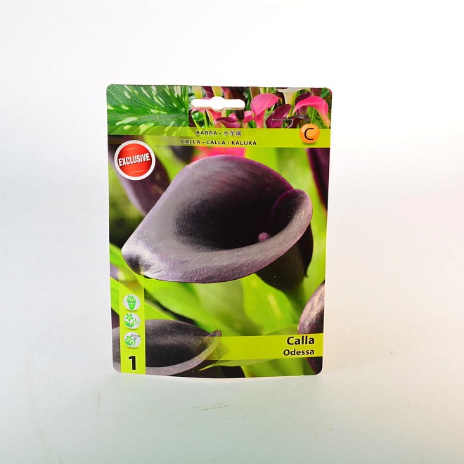 Калла Одесса 12/14 1шт*