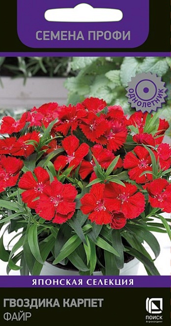 Гвоздика Карпет Файр 10шт /Поиск