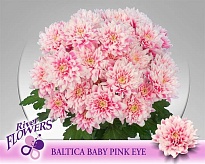 Хризантема кустовая Baltica Baby Pink Eye (крашен) 5шт