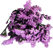 Статица Розовая (К) дл.70 1уп