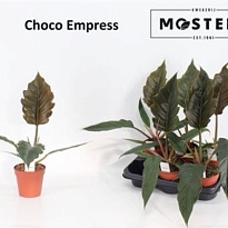 Филодендрон Чоко Эмпресс d12 h45 6шт