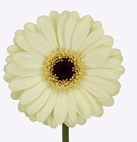 Гербера mini Casillas 30шт