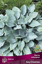 Хоста гибридная Блу Стилтон 1шт