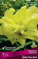 Лилейник гибридный Дабл Ривэ Вай 1шт