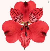 Альстромерия Tessa Romance дл.60 10шт