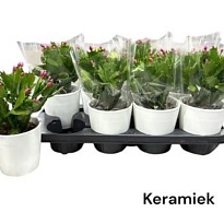 Шлюмбергера микс (керамика) d12 h30 8шт