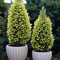 Ель (Picea) канадская Сан он зе Скай d9 1шт