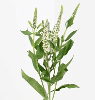 Вероника Skyler Splash White 10шт