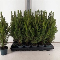 Ель (Picea) канадская Перфекта d9 h35 18шт