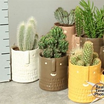 Кактус микс дуо керамика d12 h25 6шт