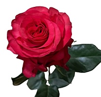 Роза Mystic Exotic Berry дл.60 25шт
