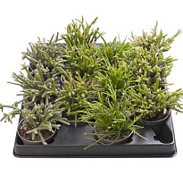 Рипсалис Микс d5 h10 20шт