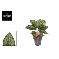 Аглаонема Камо Рубина d12 h40 6шт