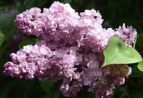 Сирень (Syringa) обыкновенная Бель де Нанси d9 h25-35 18шт
