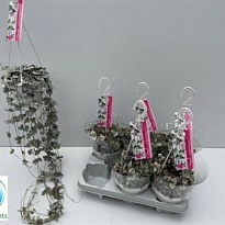 Церопегия Вуди Вариегата Ханг d14 h75 6шт