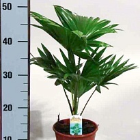 Ливистония d14 h55 4шт