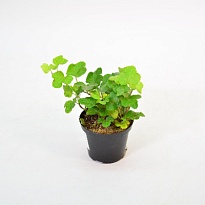 Хедера Хеликс Вандер d8 h10 16шт