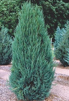 Можжевельник (Juniperus) скальный Блю Эрроу d9 18шт
