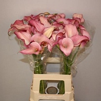 Калла Pink Design 10шт