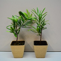 Бонсай Подокарпус d15 h30 8шт