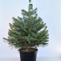 Ель (Picea) колючая Глаука d24 h110 1шт