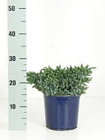 Можжевельник (Juniperus) чешуйчатый Блю Стар (KV) d17 h25-30 1шт