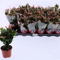 Шлюмбергера Оранж d9 h25 18шт