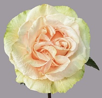 Роза Tessa Cotton Mist дл.40 25шт