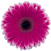 Гербера Nuance 50 шт