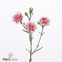 Гвоздика кустовая Cosmocherry 10шт