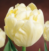 Тюльпан Авангард махр. 10шт