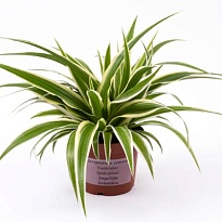 Хлорофитум Айриш d9 h15 18шт