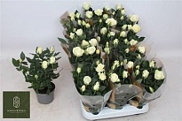 Роза Кордана Гранде Перл d10 h30 15шт