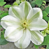 Клематис (Clematis) Джернси Крим 3л h80-100 1шт
