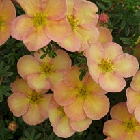 Лапчатка (Potentilla) кустарниковая Дейдаун d9 h30 18шт
