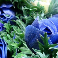 Анемона Mistral Plus Blue 10шт