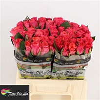 Роза Pink Tacazzi+ дл.40 10шт