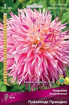 Георгина бахромчатая Пайнлендс Принцесс 1шт