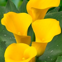 Калла Captain Solo 10шт