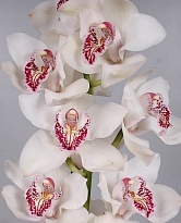 Орхидея Cymbidium White Vanity дл.100 *4 1шт
