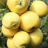 Яблоня Уральское наливное подвой 54-118 полукарл.(ОКС) 1шт