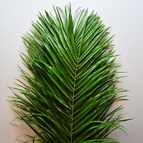 Финик Робелини дл.80 1пуч