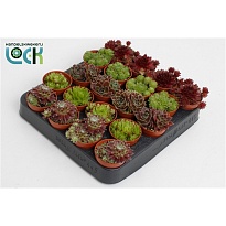 Семпервивум d5 h10 20шт