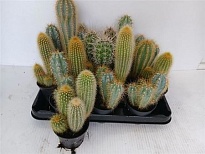 Кактус Маммилярия Бокасана d8 h10 14шт