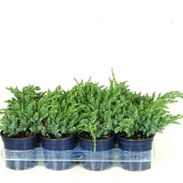 Можжевельник (Juniperus) чешуйчатый Блю Карпет (KV) d11 h18-22 11шт