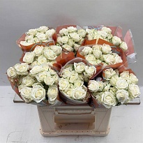 Роза кустовая Milky Way дл.40 10шт